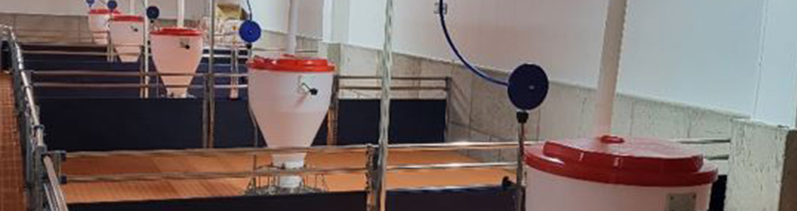 ICT pig farming unlimited feeding system